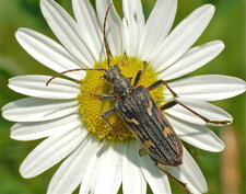 La Rhagie bifasciée