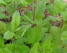 Calaminthe officinale Moench (Pouliot des montagnes)