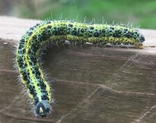 Chenille de la pièride du chou