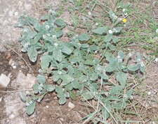 Héliotrope d