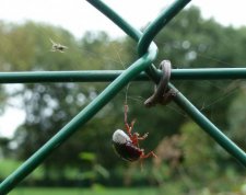 Araignée et scarabé