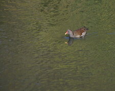 Gallinule poule d