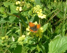 Papillon "cuivré commun" ou lycaena phlaeas