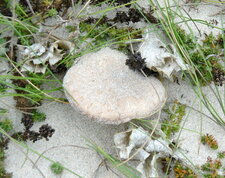 Pleurote du panicaut