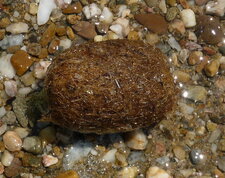 Pelote de mer ou aegagropile