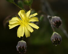 Astéracée