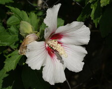 Fleur de lavatère arbustif