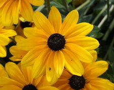 Coreopsis - sous réserve