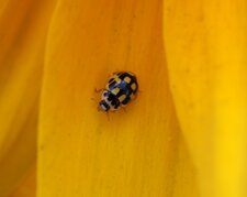 Coccinelle à 14 points