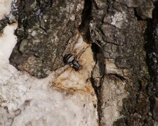 Myennis octopunctata