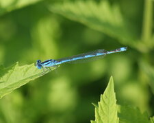 Erythromma lindenii - sous réserve