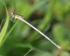 Pennipatte bleuâtre - femelle immature