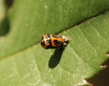 Mue de coccinelle