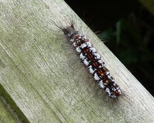 Chenille d