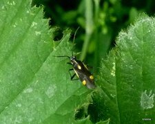 Punaise. Capsodes flavomarginatus