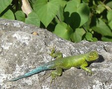 Lézard