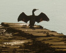 Cormoran matuvu à contrejour