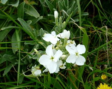 Giroflée des dunes