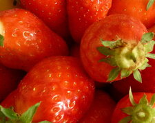 Fraise "ciflorette"