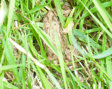 Grenouille