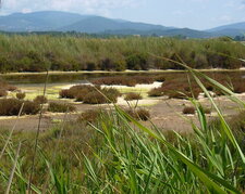 Anciens salins de Hyères (Var)