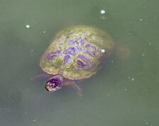 Tortue de Floride
