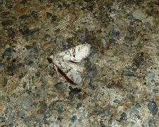 Antitype chi. Noctuelle.