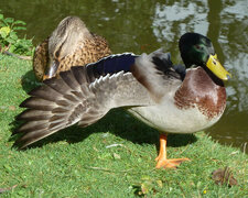 Couple de colvert
