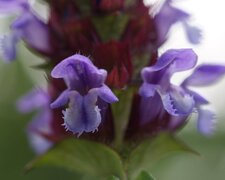 Prunella vulgaris - sous réserve