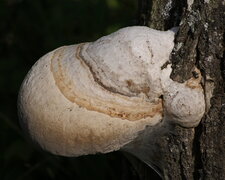 Champignon "parasite"