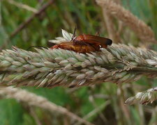 Cantharidae