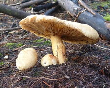Champignons (dessous).