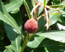 Le fruit de l