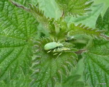 Phylobius urticae .Charançon de l