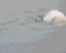 Baleines