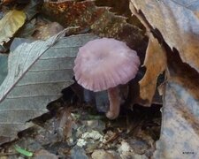 Clytocibe améthyste.