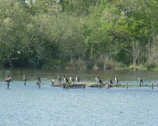 Concile de cormorans