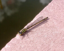 Agrion élégant