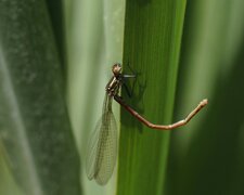 Petite nymphe au corps de feu