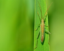 Stenodema laevigata