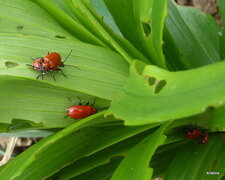 Pyrochroa coccinea 