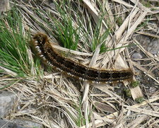 Chenille du bombyx buveur (Euthryx potatoria)