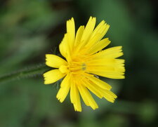 Astéracée