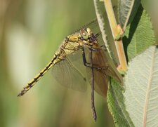 Orthetrum cancellatum VS Calopteryx hemorrhoïdalis
