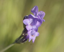 Fleur de lavande sauvage