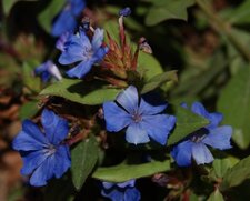 Fleur de plumbago rampant