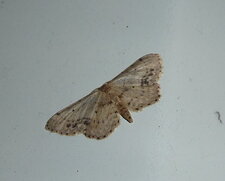 la Phalène écussonée Idaea dimidiata.Noctuelle.