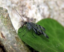 Panorpe-mouche scorpion