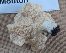 Pied de mouton 