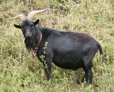 Tondeuse labellisée AB